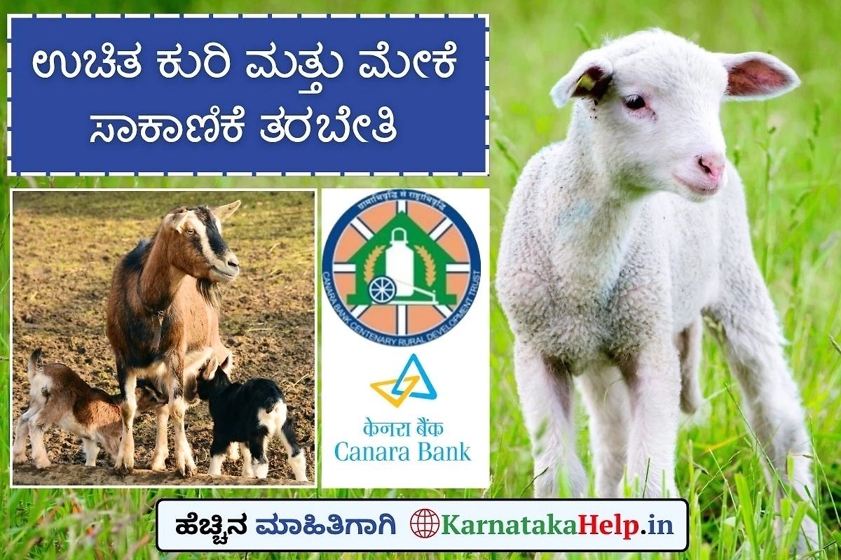 Free Sheep And Goat Farming Training 2025